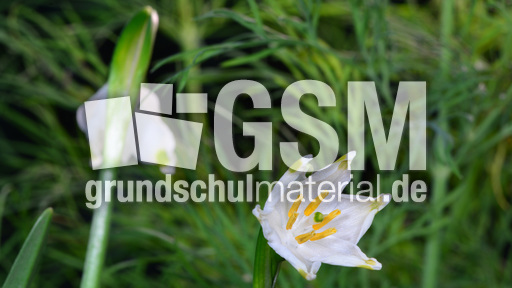 Märzenbecher (4).jpg